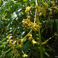 Calamus rotang L.